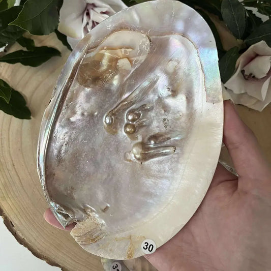 Coquille d’huître perlière: un soutien précieux