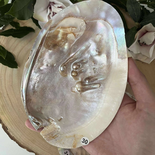 Coquille d’huître perlière: un soutien précieux