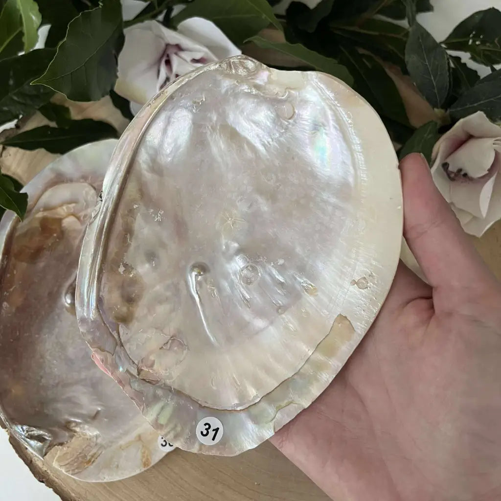 Coquille d’huître perlière: un soutien précieux