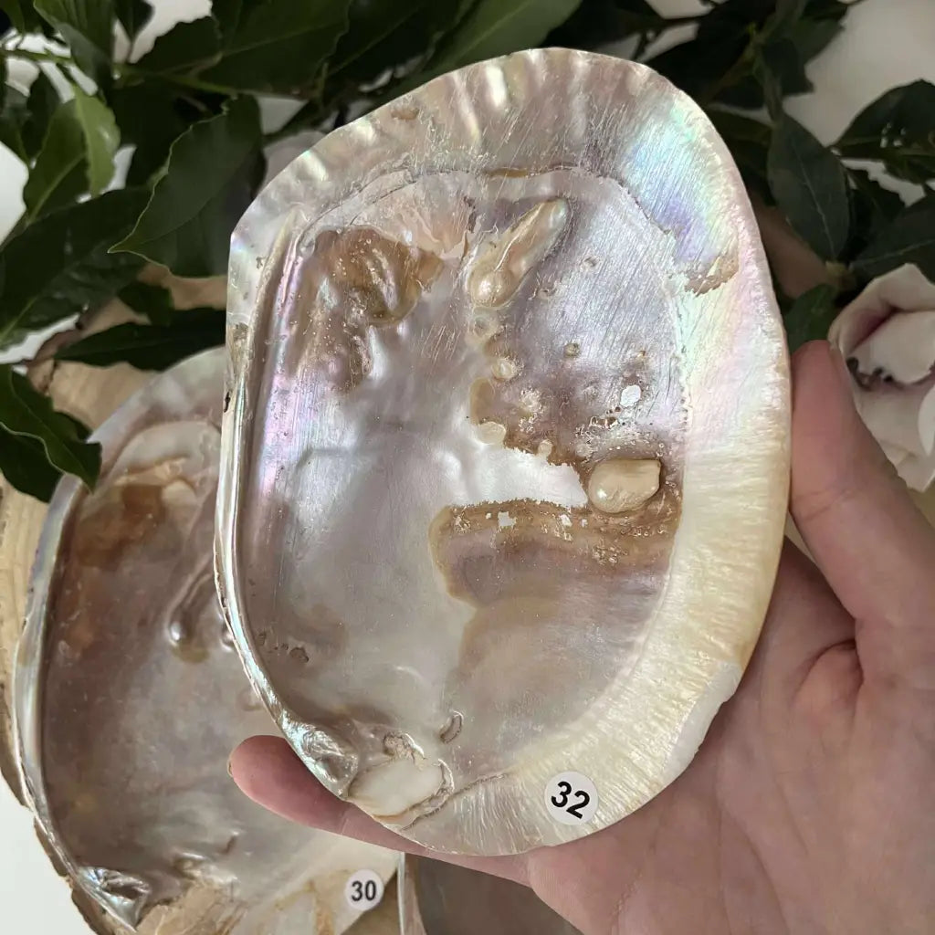 Coquille d’huître perlière: un soutien précieux