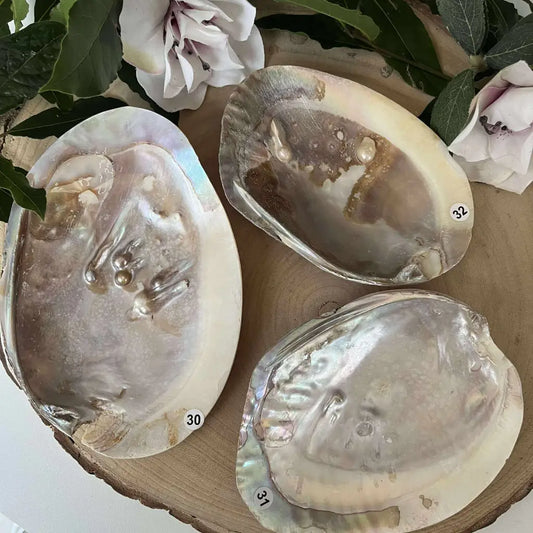 Coquille d’huître perlière: un soutien précieux